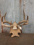 4x4 Whitetail Antlers On Plaque