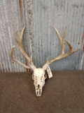 5x5 Mule Deer Antlers On Skull