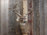 Nice 4x4 Whitetail Deer Shoulder Mount Taxidermy