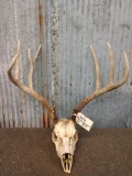 4x5 Mule Deer Antlers On Skull