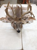 Whitetail Buck Deer Rug