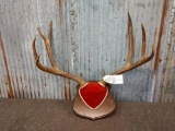 4x5 Mule Deer Antlers On Plaque