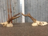 2 Sets Of Roe Deer Antlers On Skull Plate