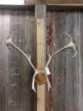 Caribou Antlers On Plaque