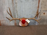 5x5 Mule Deer Antlers On Plaque