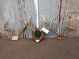 3 Sets Of Whitetail Antlers