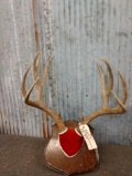 6x6 Mule Deer Antlers On Plaque