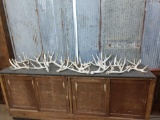 20.4 lbs Of Whitetail Antlers