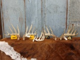 3 Years Of The Lingenfelter Buck Shed Antlers