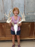 Half Shed Antler Whitetail Skull