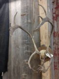 Caribou Antlers On Plaque