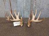 Main Frame 4x5 Whitetail Shed Antlers