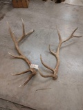 2 Nice Elk Shed Antlers