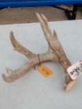 Nice 5 Point Whitetail Shed Antler