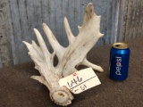 Heavy Palmated Whitetail Shed Antler