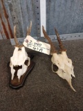 2 Sets Of Roe Deer Antlers On Skull