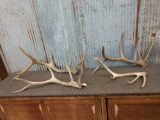 Group Of 4 Smaller Elk Shed Antlers