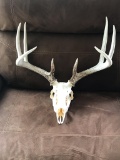 Nice 4x4 Whitetail Antlers On Skull