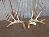 5x5 Typical Wild Whitetail Shed Antlers