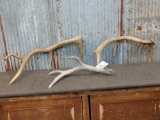 Group Of 3 Elk Shed Antlers