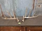 BIG Wild 5x5 Whitetail Shed Antlers