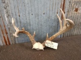 Freak Whitetail Antlers On Skull Plate