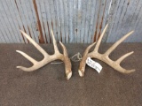 Big Typical 5x5 Whitetail Shed Antlers