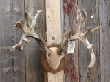 Big Nontypical Whitetail Antlers On Plaque