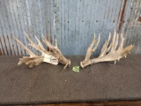 250 Class Whitetail Shed Antlers