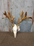 Nontypical Whitetail Antlers On Skull