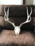 5x5 Mule Deer antlers On Skull