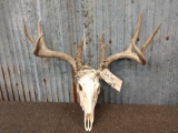 4x5 Whitetail Antlers On Skull