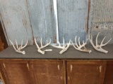 Group of 5 Nice Whitetail Shed Antlers