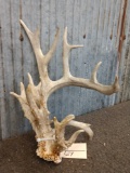 Crazy Clustered Whitetail Shed Antler