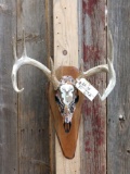 Wild 5x5 Whitetail Antlers On Hand Painted Skull