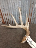 Nice Big Typical 6 Point Whitetail Shed Antler