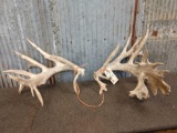 300 Class Whitetail Shed Antlers