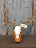 5x5 Whitetail Antlers In Velvet