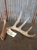 5 Point Typical Whitetail Shed Antler