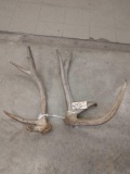 Heavy mass Elk Shed Antlers