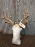 2 Whitetail Skulls Antlers