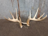 5x5 Typical Whitetail Shed Antlers