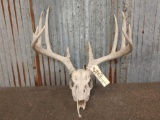 6x5 Whitetail Antlers On Skull