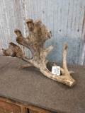 Giant Whitetail Cut Off Antler In Velvet