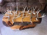 11 Mule Deer Shed Antlers