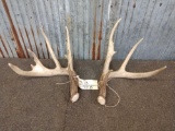 Cool Nontypical Whitetail Shed Antlers