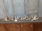 Group Of 6 Big Whitetail Shed Antlers