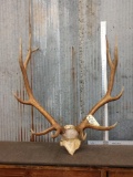 6x5 Elk Antlers On Skull Plate