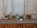 4 Sets Of Whitetail Antlers On Plaque
