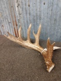 Nice 5 Point Whitetail Shed Antler